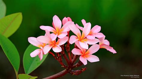 Malaysia National Flower Wallpaper | Best Flower Site