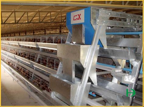 Automatic Chicken Feeding Machine Chicken Feeder Feeding Chicken