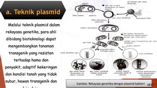 Rekayasa Genetika By DianaSM Ppt