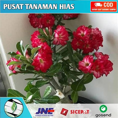 Bibit Kamboja Jepang Tanaman Hias Adenium Bunga Tumpuk Bibit