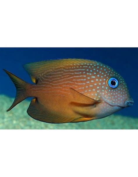 Kole Blue Eyes Tang