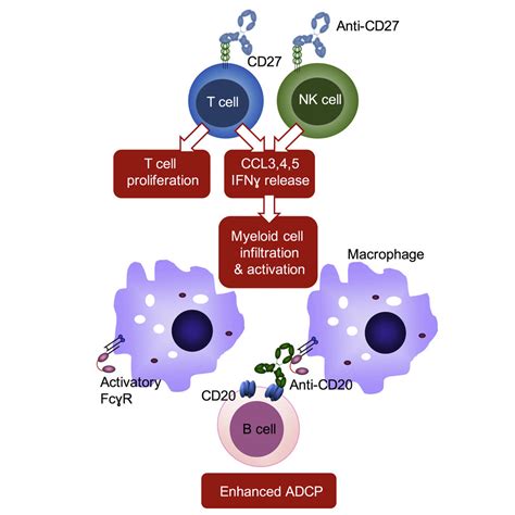 Antibody Tumor Targeting Is Enhanced By Cd Agonists Through Myeloid