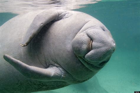 20 Photos Of Manatees Doing Manatee Things And Being Very Cute (PHOTOS
