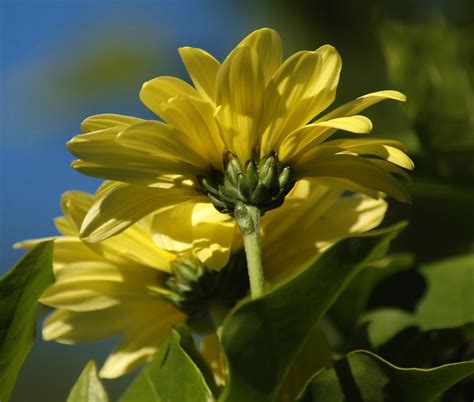 Wallpaper Bunga Bunga Flores Hijau Alam Kuning Warna Natureza