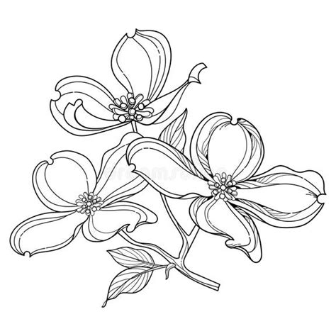 Dogwood Tree Black White Stock Illustrations – 115 Dogwood Tree Black White Stock Illustrations ...