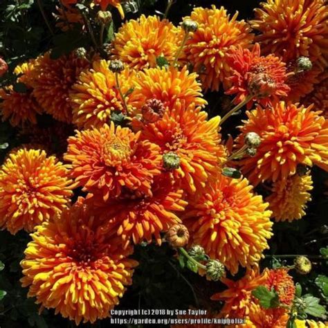 Spray Mum Chrysanthemum Chatsworth