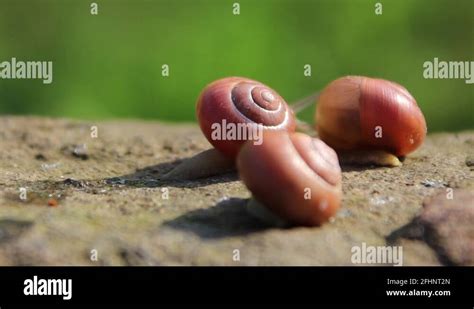 Gastropoda Snails And Slugs Stock Videos Footage Hd And K Video