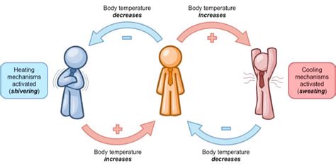 Concept Map Feedback Mechanisms