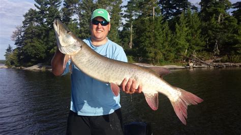 Big muskie caught on Lake of the Woods in Morson, ON on 7/30/2015 ...