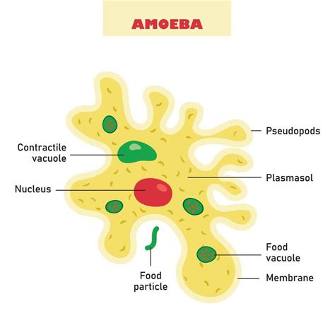 The Biological Structure Of Amoeba 46292845 Vector Art At Vecteezy