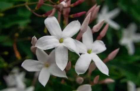 Night Blooming Jasmine | Complete Growing and Care Guide