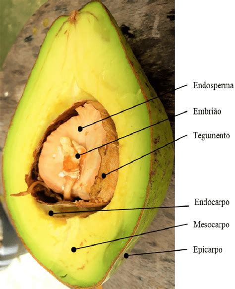 Imagem Esquemática De Um Fruto Com A Representação Das Partes Que O