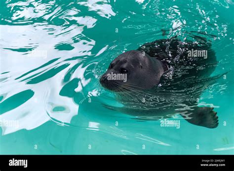 Lake Baikal seal Stock Photo - Alamy