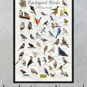 Backyard Birds of Wisconsin Bird Identification Poster / Bird Field ...