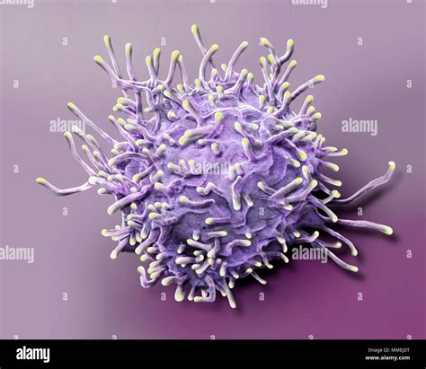 Activated T lymphocyte. Coloured scanning electron micrograph (SEM) of ...