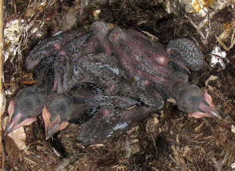 North Shore Nature: Common Raven nestlings