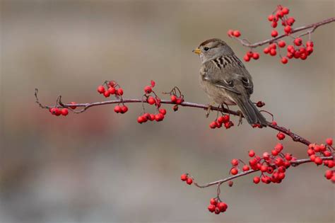 Fox Sparrow: Field Guide, Pictures, Habitat & Info - Optics Mag