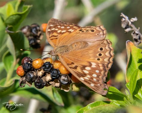 Tawny Emperor | Texas Butterfly