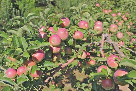 Redfield New England Apples