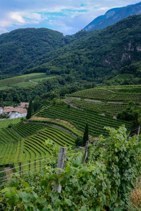 Alto Adige wine: when altitude makes a difference | WINERYLOVERS