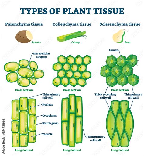 Plant tissue types vector illustration. Labeled educational structure ...