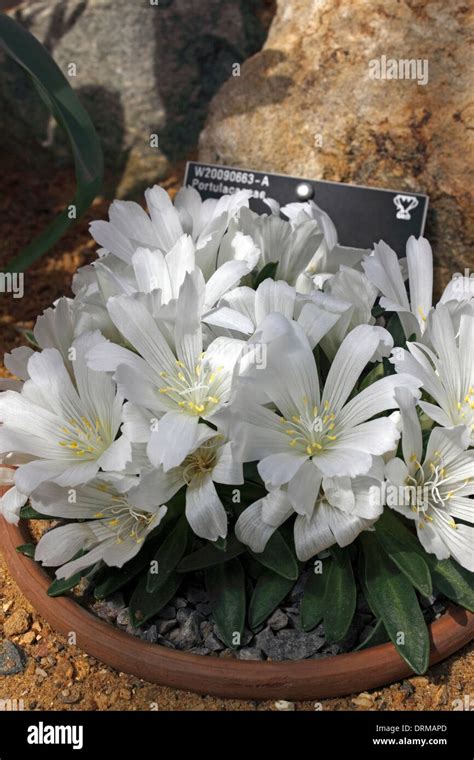 Lewisia Brachycalyx Growing In An Alpine Greenhouse Stock Photo Alamy