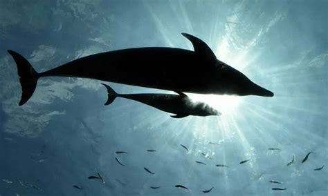 conheca os animais mais inteligentes  mundo tricurioso