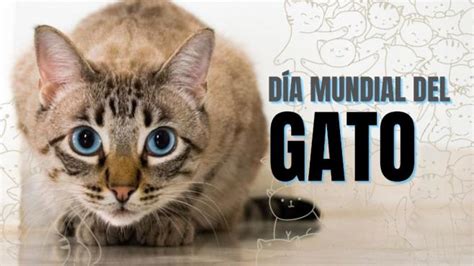 ¿cuándo Se Celebra El Día Mundial Del Gato 2020 Unión Jalisco