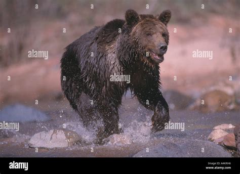 Bear Running Hi Res Stock Photography And Images Alamy