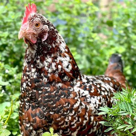 Baby Chicks: Speckled Sussex - My Pet Chicken