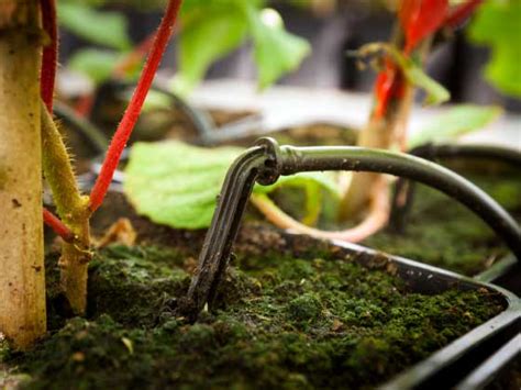 Irrigazione Veneta Irrigazione A Goccia Ad Alta Efficienza Irrigua