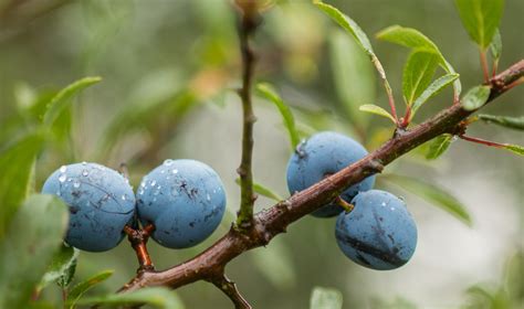 Images Gratuites Arbre La Nature Branche Fleur Pineux Fruit