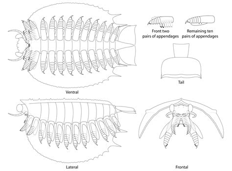 Tuzoia A Cambrian Bivalved Arthropod B Cheung Biomedical Illustration