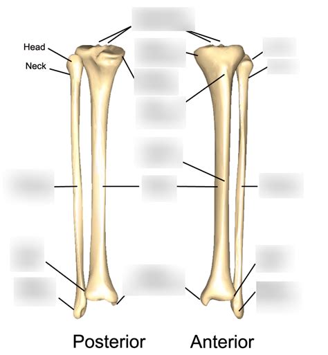 Anatomy Practical Tibia Diagram Quizlet