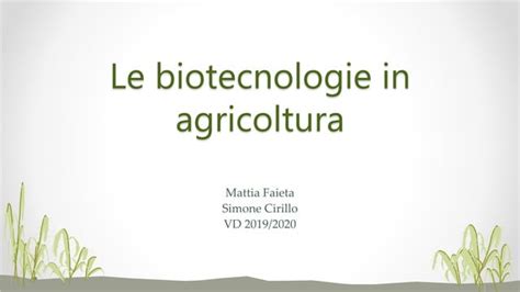 Le Biotecnologie In Agricoltura PPT