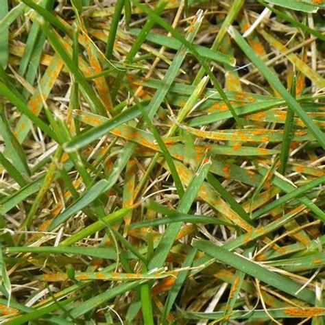 Lawn Rust – Signs, Symptoms and Prevention