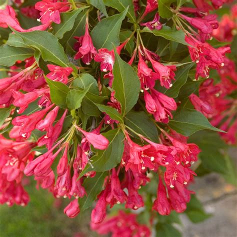 Weigela 'Red Prince' – Jardineries Botanix