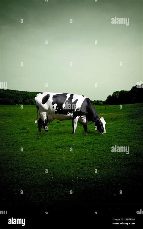 Pastoral Scene Black White Cow Hi Res Stock Photography And Images Alamy