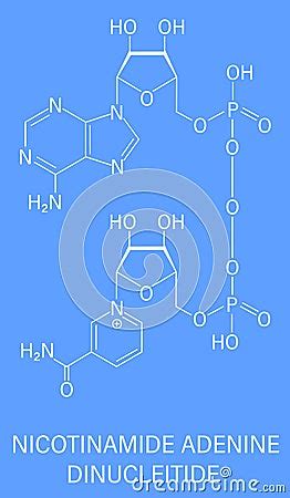 Nicotinamide Adenine Dinucleotide Or Nad Coenzyme Molecule Skeletal