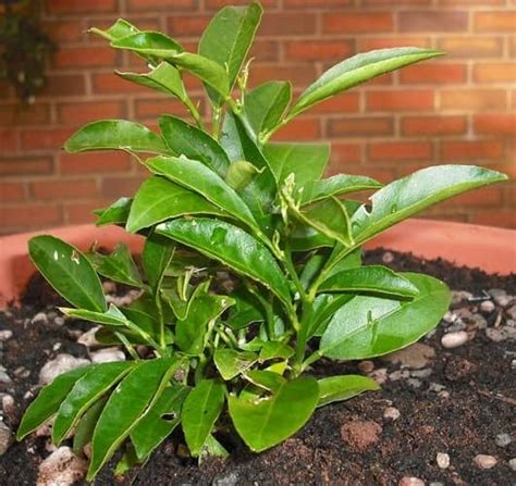 C Mo Cultivar Un Naranjo A Partir De Esquejes Tallos Y Sus Cuidados