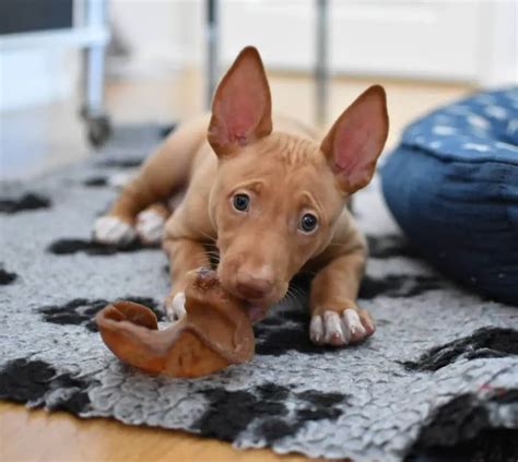 15 Photos Of Pharaoh Hound Puppies That Make Everyone Fall In Love ...