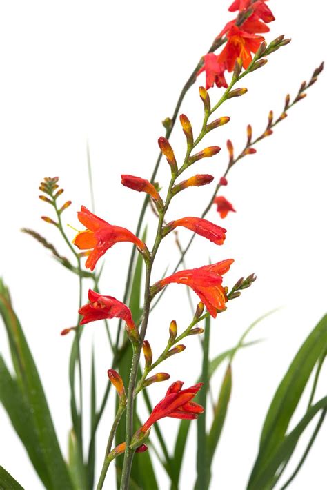 Montbretie Emberglow Crocosmia Crocosmiiflora Emberglow G Nstig Kaufen