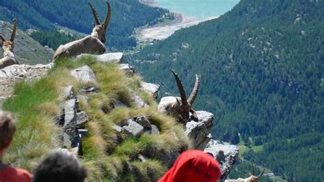 Parco Del Gran Paradiso Ecco Gli Eventi Per Entrare In Sintonia Con