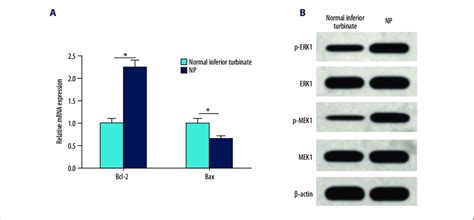 ERK/MAPK signaling pathway activation and expression of anti-apoptotic ... 