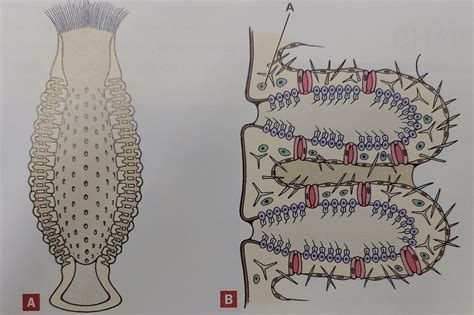 Lab Quiz Porifera Diagram Quizlet