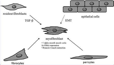 Myofibroblasts Originate From Different Cell Types And Play A Critical