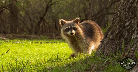 Do Raccoon's Poop Away From Their Nests - Raccoon Feces Removal