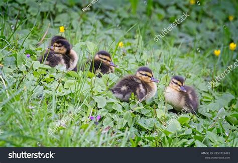Brood Mallard Ducklings Waiting Grass Their Stock Photo 2153719481