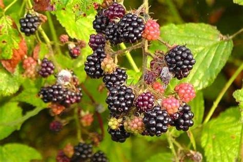 7 Ways To Remove Blackberry Bushes - Urban Garden Gal