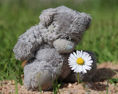 Teddy Flower Bear - Free photo on Pixabay - Pixabay